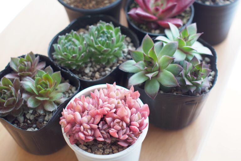 【植物】お世話になっているサイトとアプリを紹介します。