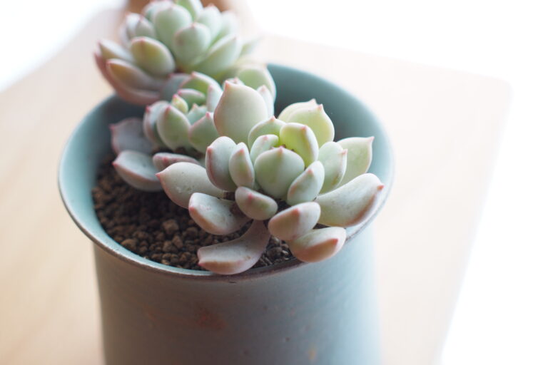 植物の通販を利用してみました!梱包は?届いた植物の状態は?
