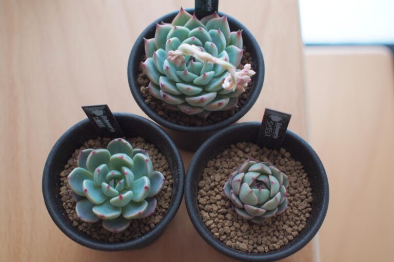 たにっくん工房の多肉植物通販レポ|桃太郎・七福美尼・ベンバディスを購入