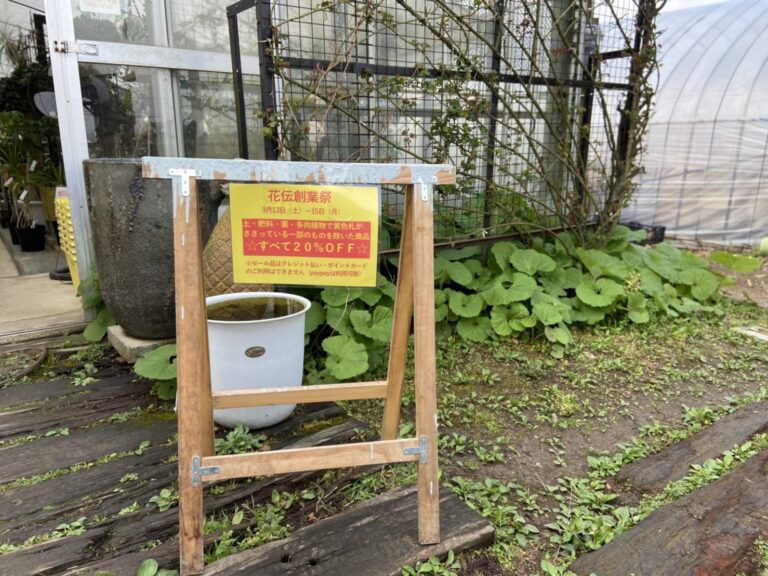 【久留米市】久留米市の花伝 創業祭へ|センペルビウムとエケベリアの購入レポ