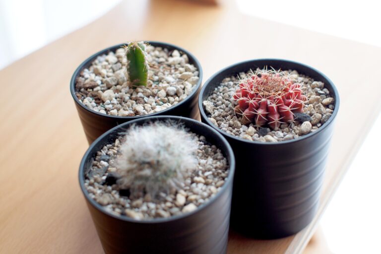 百円ショップやホムセンでこんなにかわいい植物がお得に買えます
