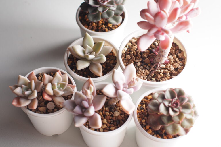 木立ちする多肉植物を紹介|元禄美人・蒼星・朧月・淡雪の育成記録