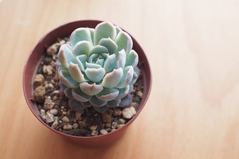 これぞ鉢マジック!ホームセンターで買った多肉を植え替えたら驚きの結果に