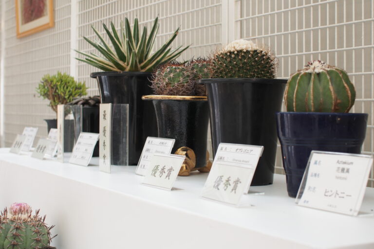 【福岡市】九州サボテンクラブさん主催の「サボテン・多肉植物展」に行ってきました!