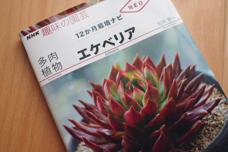 レア多肉植物の購入記録|白くま・Sea Gray・スノークイーン・フロスティー綴化