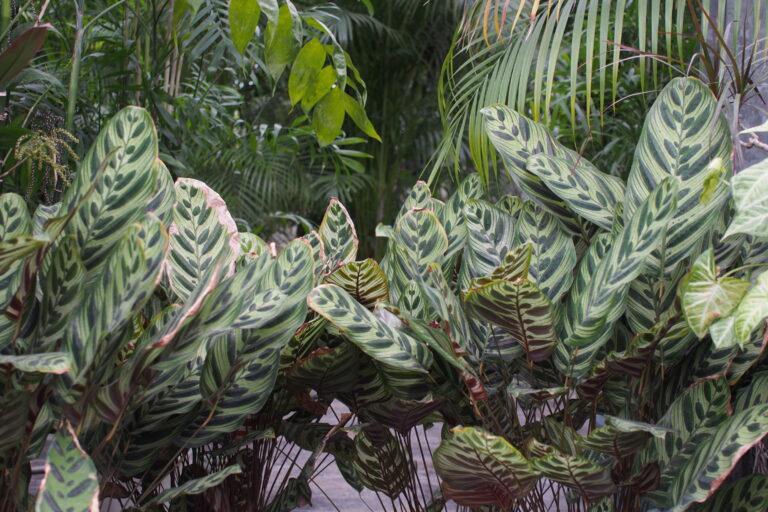 【八女市】ワールドプランツさんの観葉植物展示即売会に行ってきました!