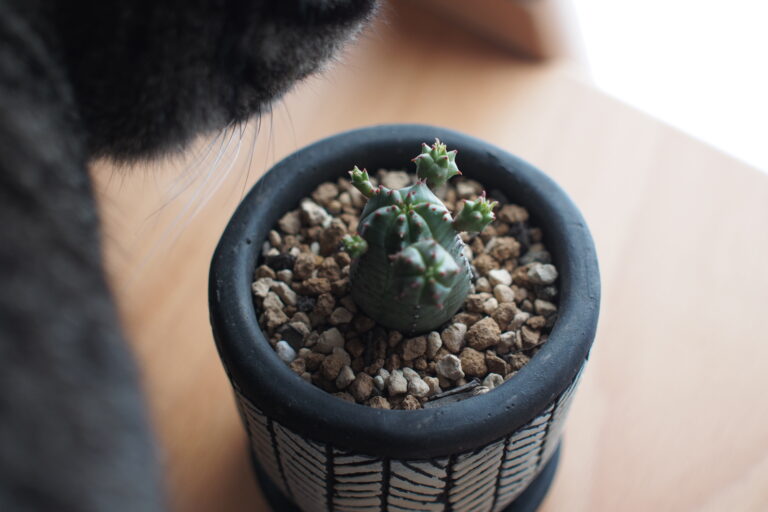 ユーフォルビアの種類と魅力｜ホームセンターで買える個性的な多肉植物