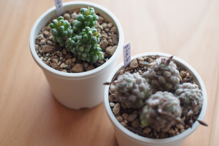 アナカンプセロスの種類と魅力｜白い毛がかわいい多肉植物たち