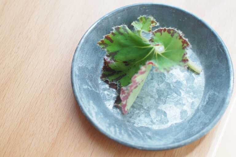 次にくる植物はレックスベゴニア？アートな葉を楽しむエキゾチックプランツ