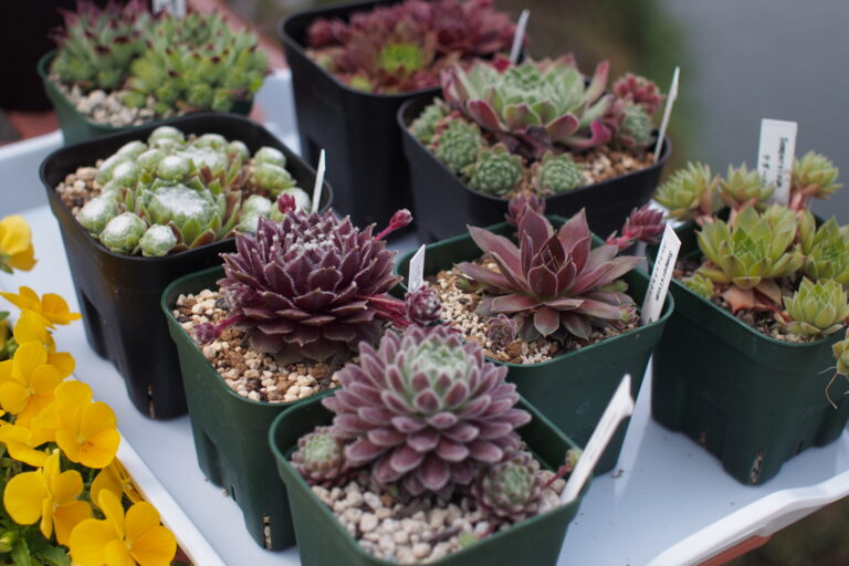 センペルビウムの子株を外すタイミング｜梅雨前の植え替えと枯れ葉取り
