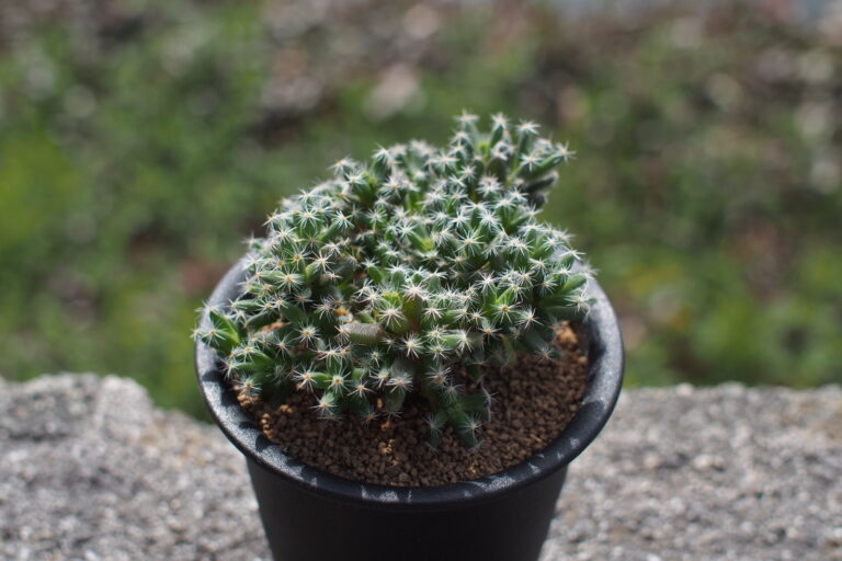 悲願！トリコディアデマ デンサムの花が咲きました｜開花時期と夏型・冬型の見分け方