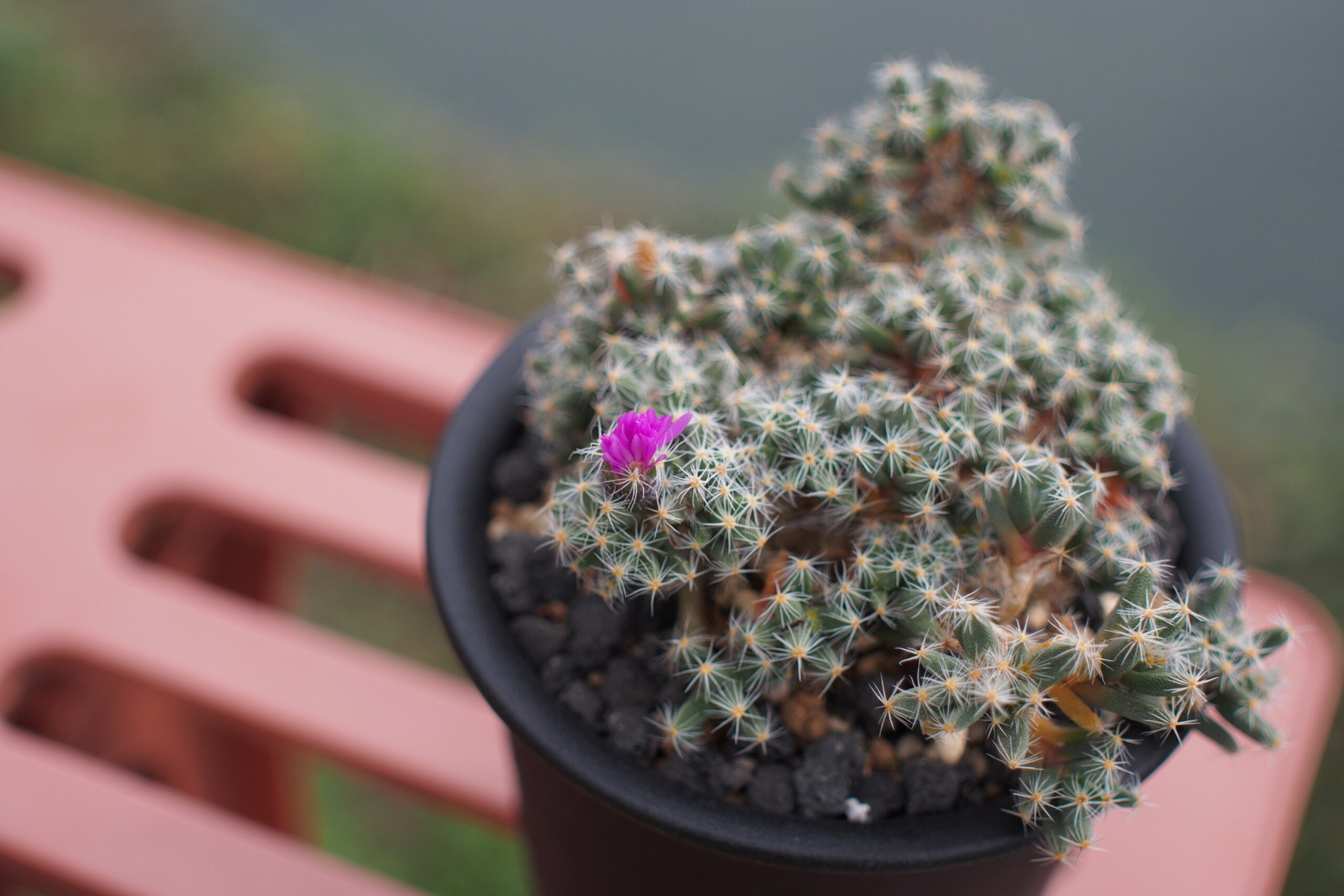 ピンクの花が咲いたトリコディアデマ　デンサム