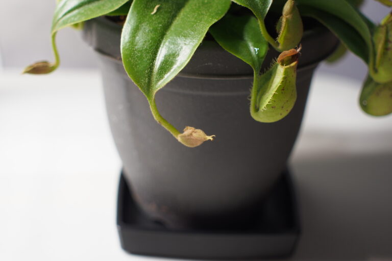 【食虫植物】ネペンテスの袋が茶色になる原因と対策｜フーケリアナの剪定・湿度管理