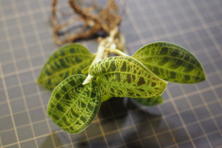 マコデスペトラの株分け記録｜ジュエルオーキッドを水苔とソイルに植え替え