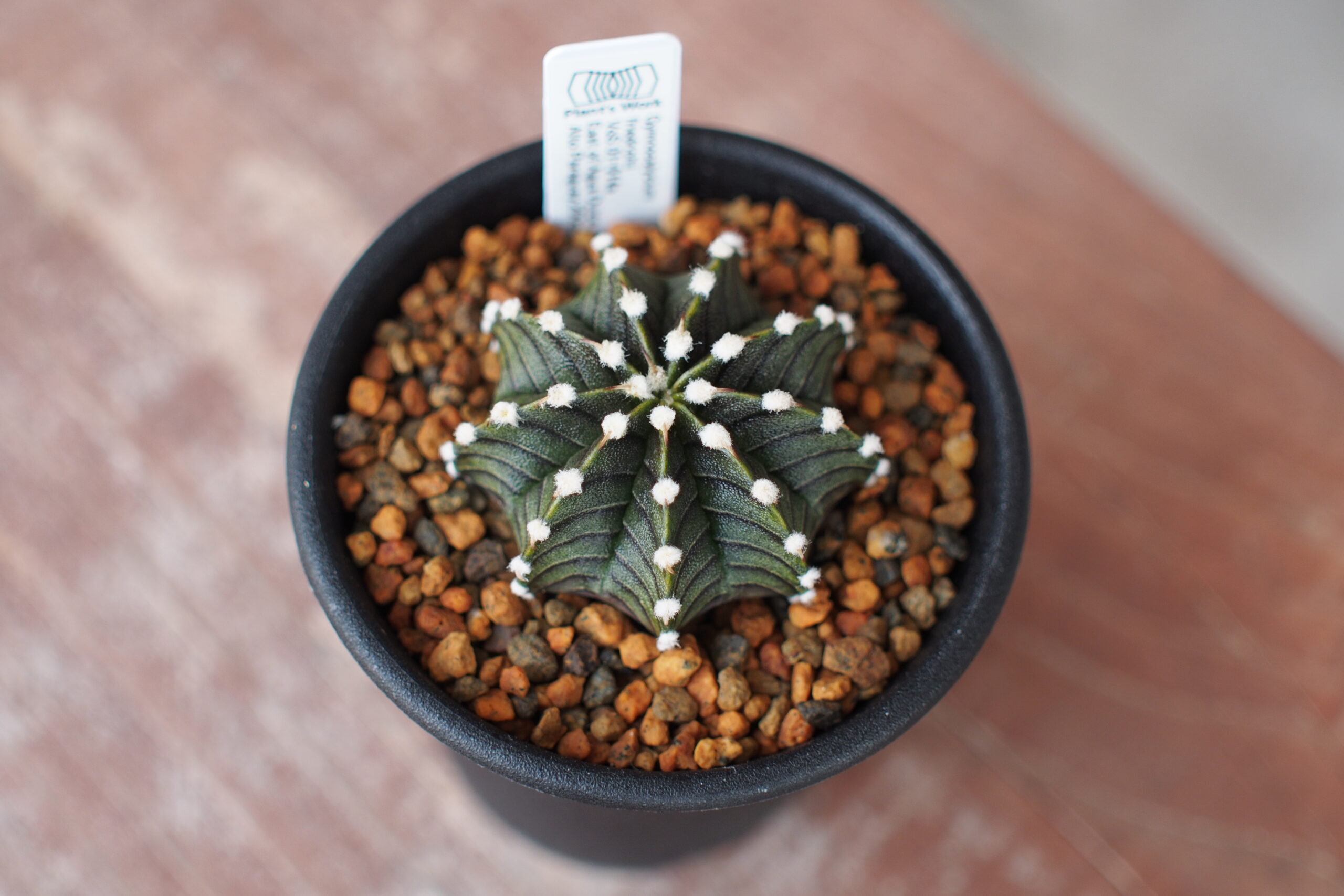 Plant's Workさんで購入したギムノカリキウム　フリードリヒ（Gymnocalycium friedrichii）VoS 01-014a