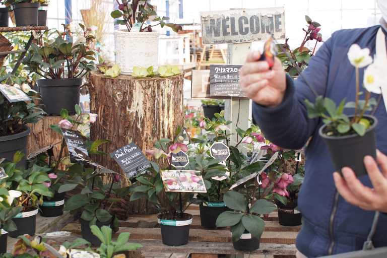 久留米市にある平田ナーセリーさんの初売りに行って植物をたくさん買ってきました！