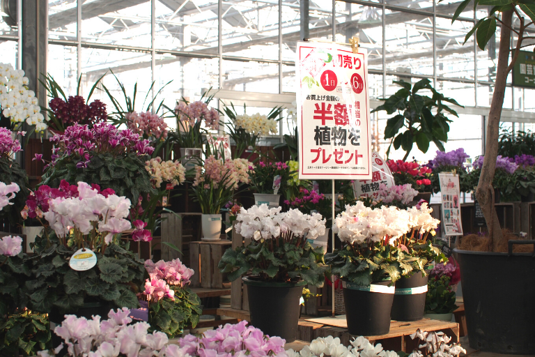 久留米市にある平田ナーセリーさんの初売りに行って植物をたくさん買ってきました！