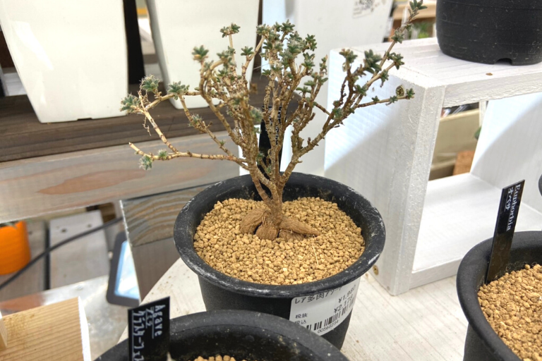 植物 ホームセンターgoodayで買える レアアソート レア多肉 シリーズ Photokoto 植物 ホームセンターgoodayで買える レアアソート レア多肉 シリーズ Photokoto