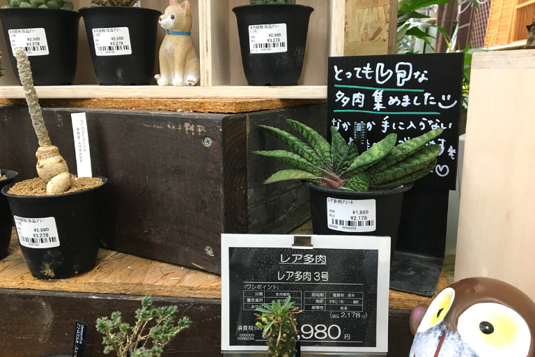 植物 ホームセンターgoodayで買える レアアソート レア多肉 シリーズ Photokoto 植物 ホームセンターgoodayで買える レアアソート レア多肉 シリーズ Photokoto