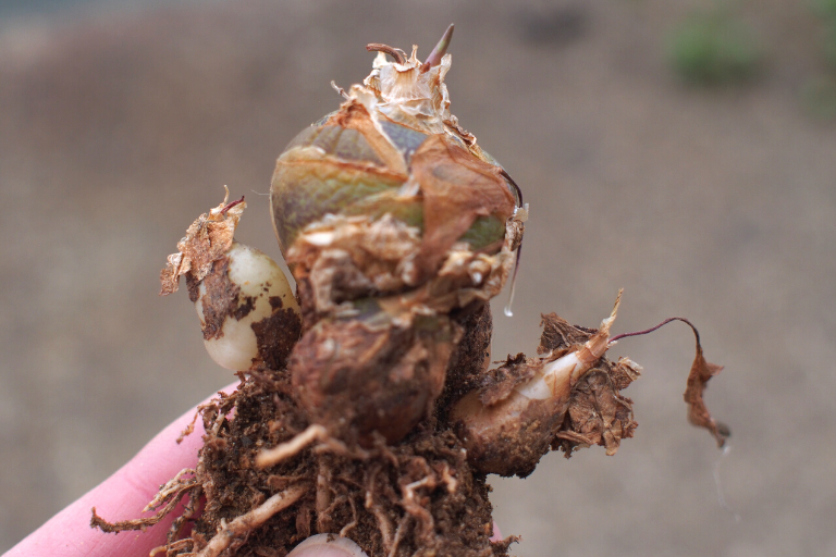 ドリミオプシス マクラータ（Drimiopsis maculata）の球根をバラして植え替え