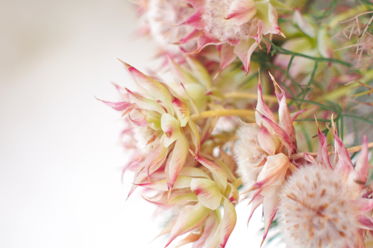 22年 今年くる植物 オージープランツ ワイルドフラワー Photokoto