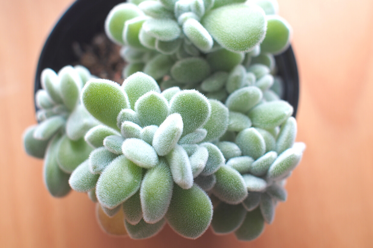 綴化 てっか 石化 モンストなどそのへんをゴリ押しするだけの回 Photokoto 綴化 てっか 石化 モンストなどそのへんをゴリ押しするだけの回 Photokoto