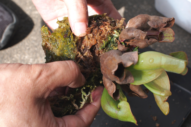 食虫植物 サラセニア プルプレア と ヘリアンフォラ を植え替えました Photokoto