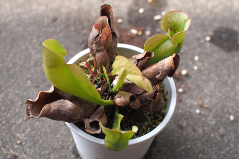 食虫植物 サラセニア プルプレア と ヘリアンフォラ を植え替えました Photokoto