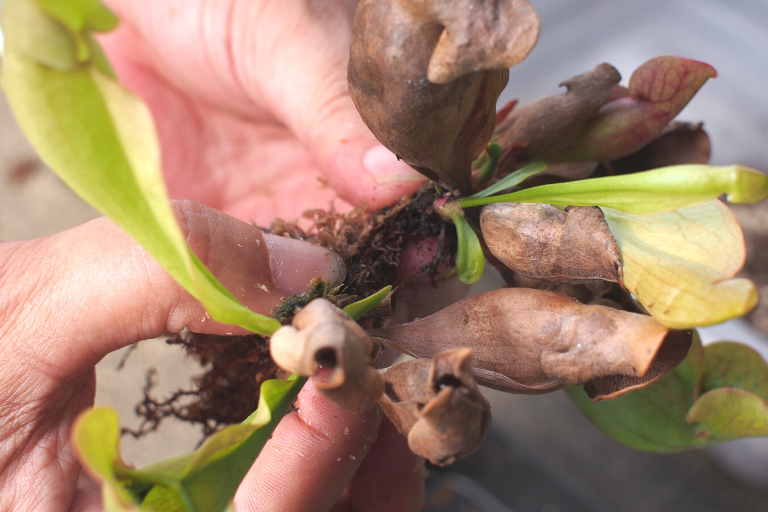 食虫植物 サラセニア プルプレア と ヘリアンフォラ を植え替えました Photokoto