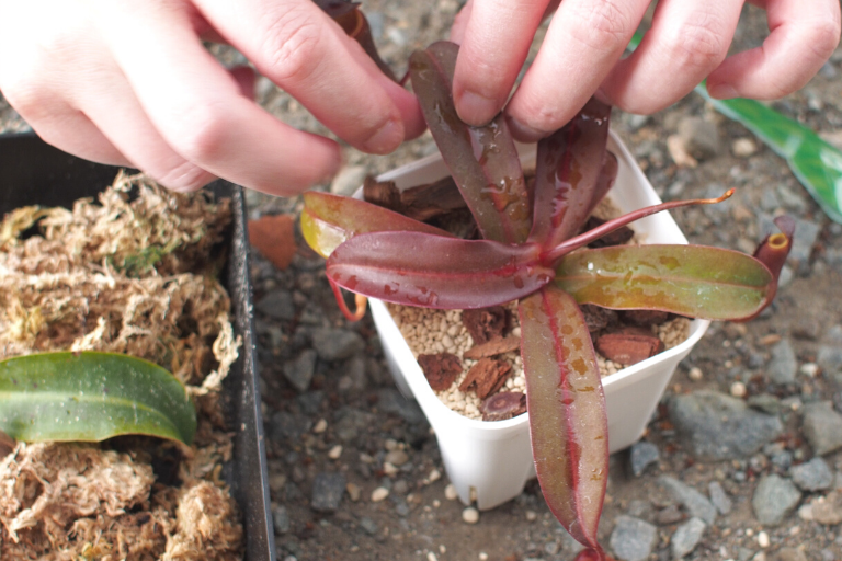 食虫植物 ネペンテスを鹿沼土に植え替えました Photokoto