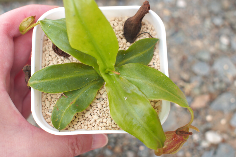 食虫植物 ネペンテスを鹿沼土に植え替えました Photokoto