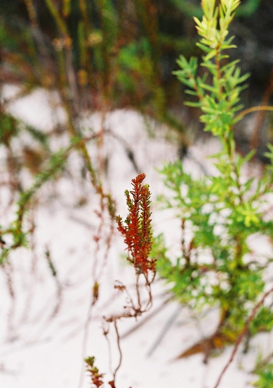 オーストラリアのフレーザー島で撮影した植物の写真