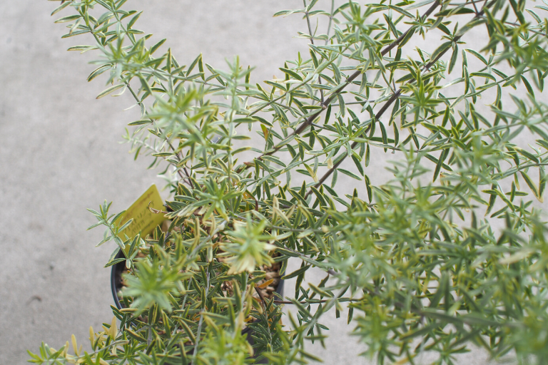 Westringia variegata