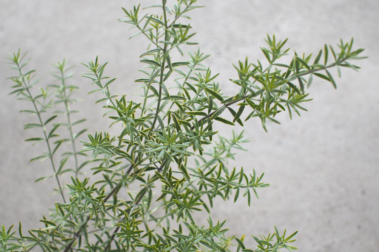Westringia variegata