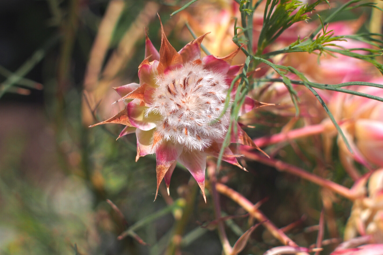 セルリア（Serruria）の花部分