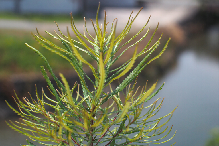 ヘアピン（Banksia spinulosa）