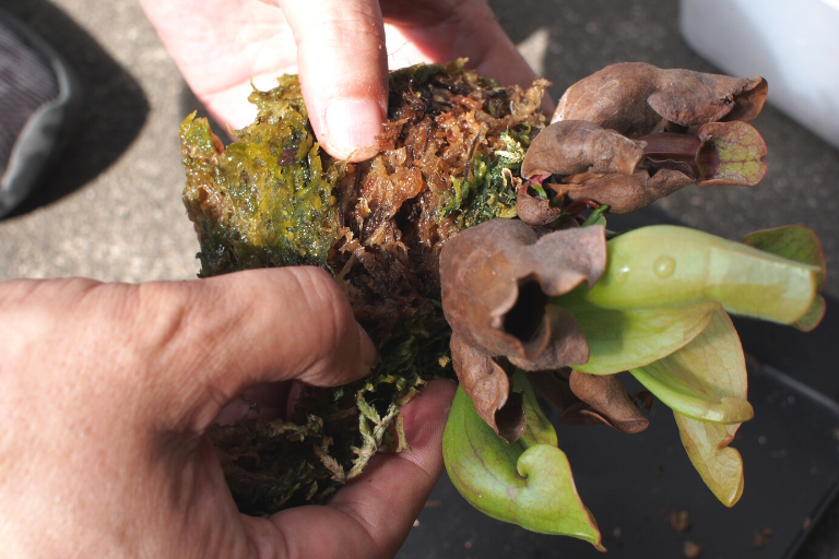 【食虫植物】サラセニア「プルプレア」と「ヘリアンフォラ」を植え替えました！