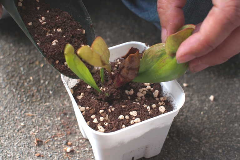 【食虫植物】サラセニア「プルプレア」と「ヘリアンフォラ」を植え替えました！