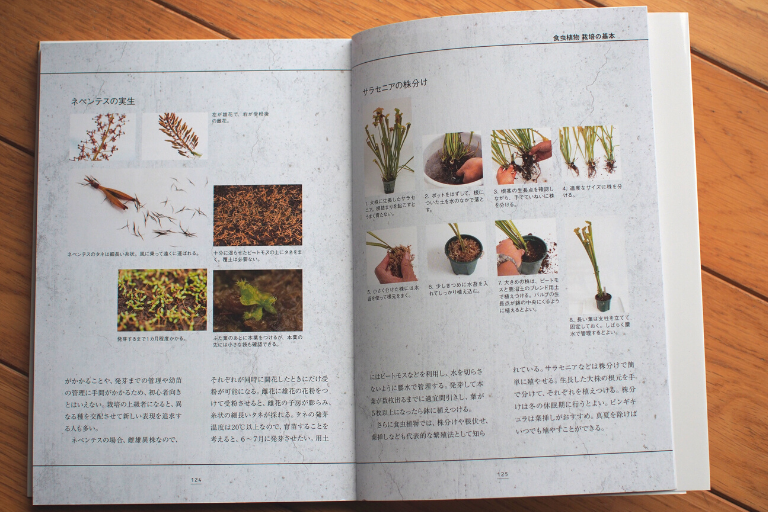 【食虫植物】シーズン到来！ちょっと不気味で不思議でかわいい食虫植物を育ててみよう！