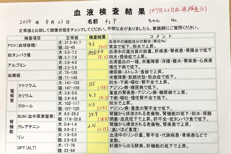 2024/8/23猫の血液検査結果