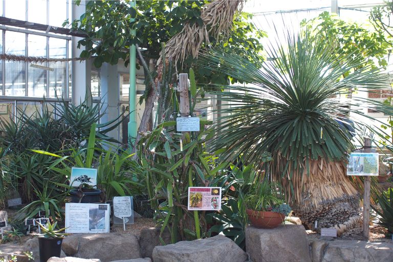 広島市植物公園のサボテン温室の中