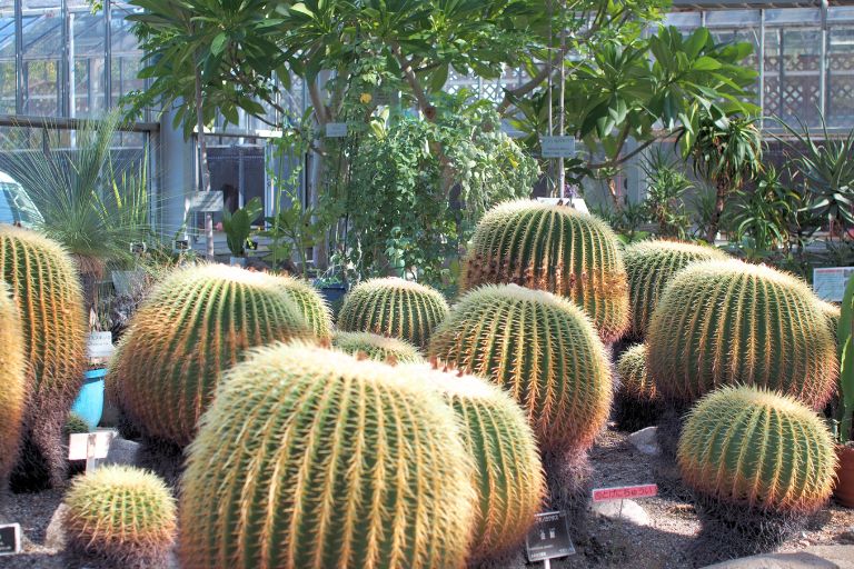 広島市植物公園のサボテン温室の金鯱