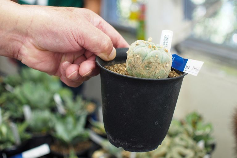 広島カクタスクラブの「サボテン・多肉植物展の様子