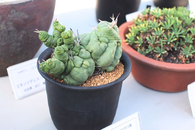 広島カクタスクラブの「サボテン・多肉植物展の様子