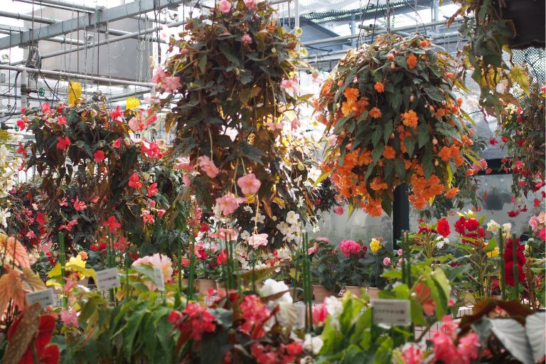 広島市植物公園のベゴニア温室の中