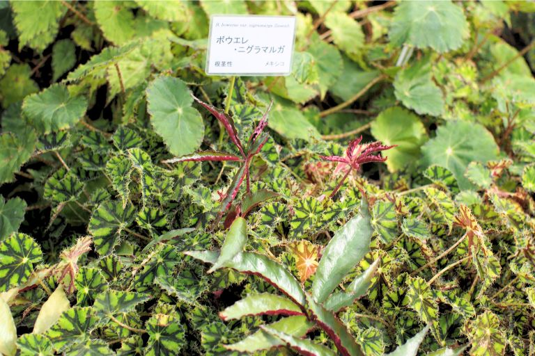 広島市植物公園のベゴニア温室の中