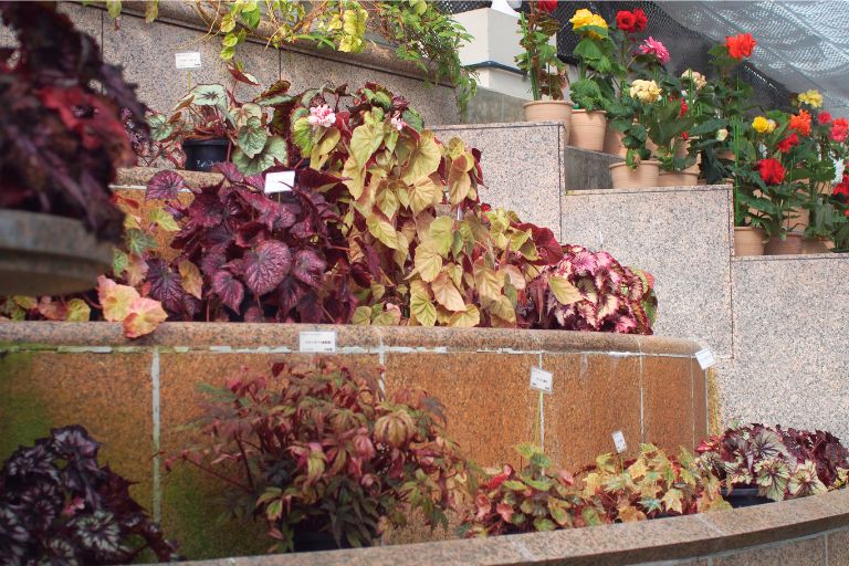 広島市植物公園のベゴニア温室の中