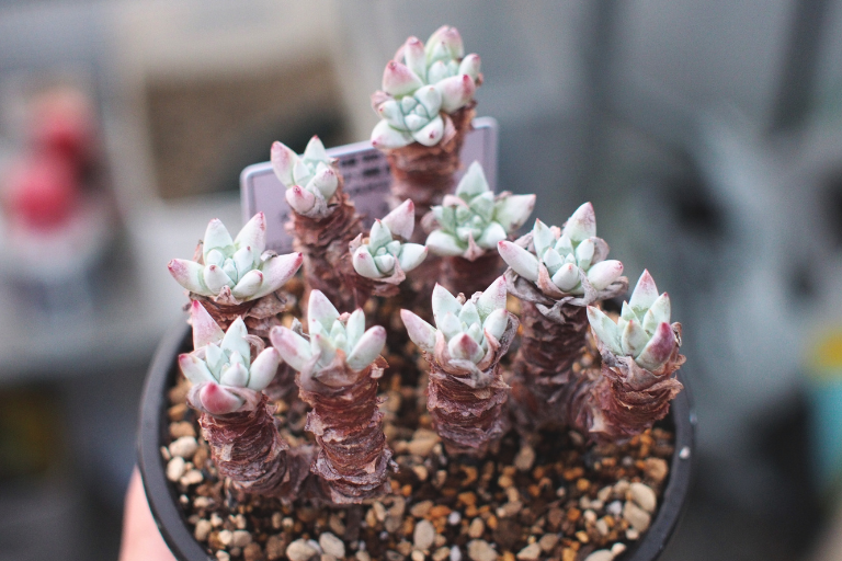 葉先が紅葉したダドレア　グノマ（Dudleya gnoma）