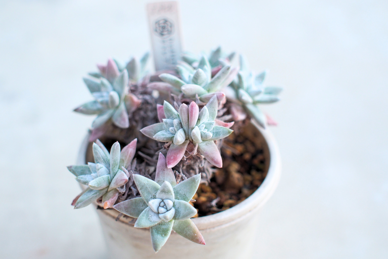 葉先が紅葉したダドレア　グノマ（Dudleya gnoma）