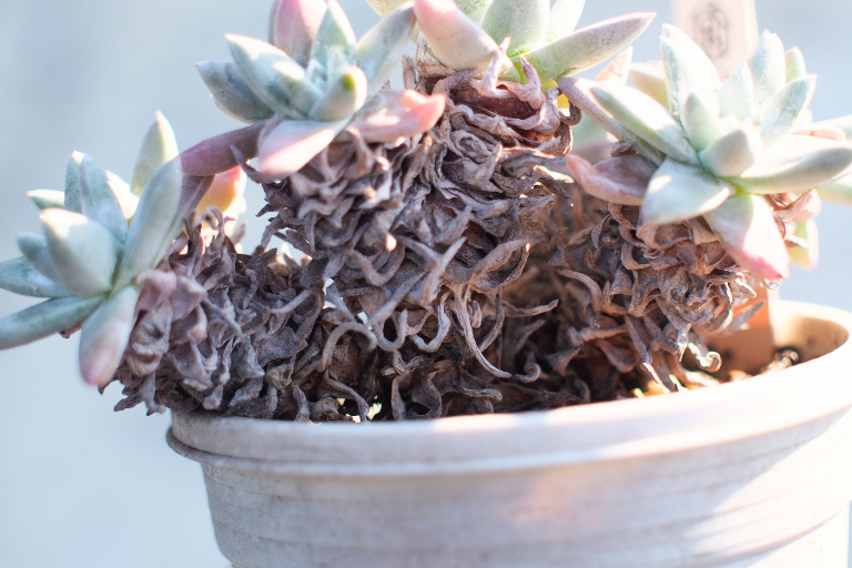 葉先が紅葉したダドレア　グノマ（Dudleya gnoma）の茎